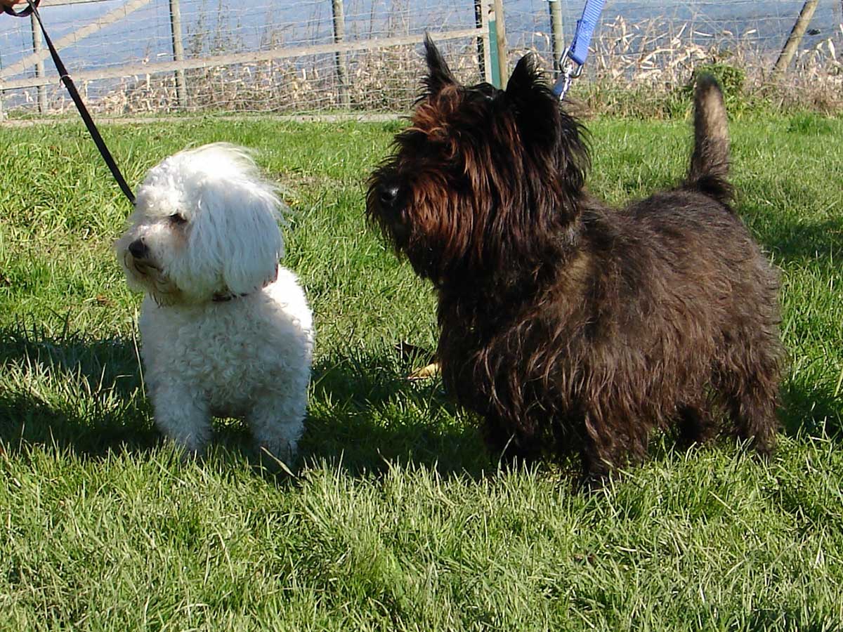 Centre de rééducation comportementale et d’éducation canine