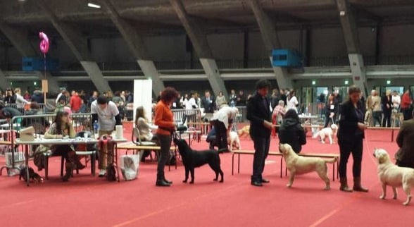 expositions canines